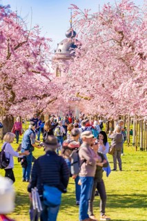 People walking under pink blossoming cherry trees, cherry blossom garden, Schwetzingen Palace,