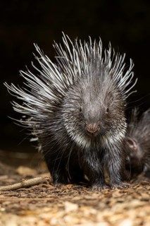 Old World porcupines (Hystrix cristata), youngster, Germany, Europe