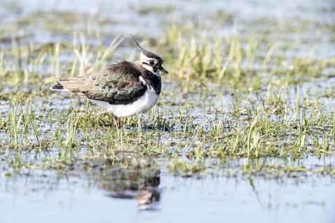 Lapwing (Vanellus vanellus), Lower Saxony, Germany, Europe