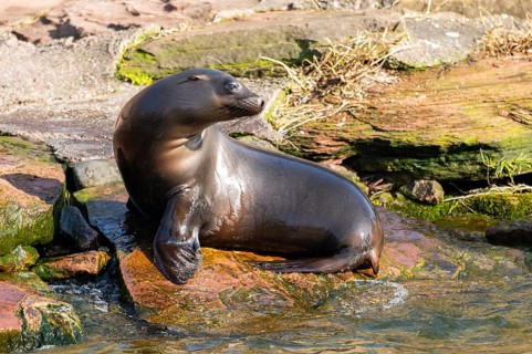 California sea lion (Zalophus californianus), at the shore of the sea, captive, Germany, Europe
