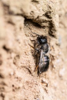 Common narrow bee (Lasioglossum calceatum), Emsland, Lower Saxony, Germany, Europe