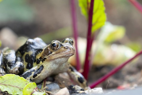 Common frog (Rana temporaria) adult amphibian on a garden vegetable bed with Beetroot in the