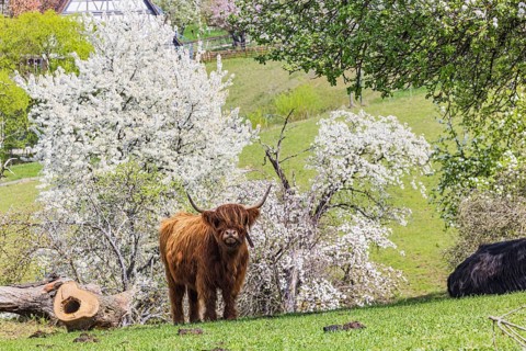 Highland cattle in the Beuren open-air museum on the Swabian Alb. This breed of domestic cattle is
