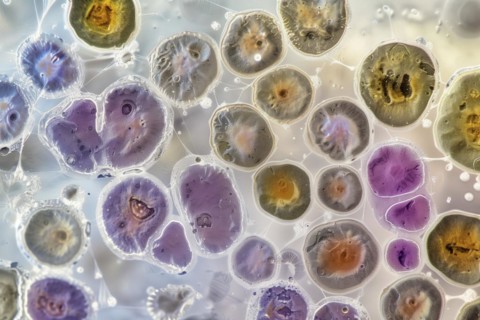 Close-up of microscopic cells of bacteria in different colours, AI generated, AI generated