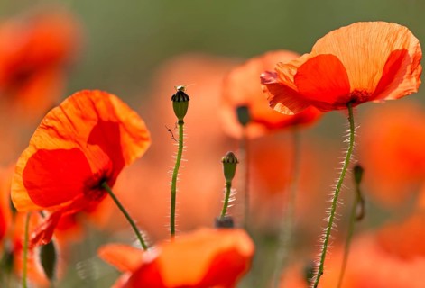 Corn poppy