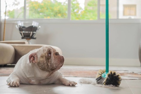 Bulldog dog looking at dirt from the ground, sweeping dog hairs from the floor