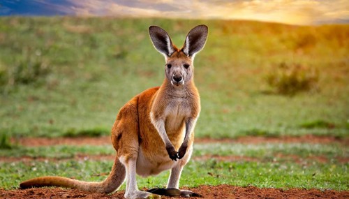KI generated, animal, animals, mammal, mammals, biotope, habitat, one, individual, foraging,
