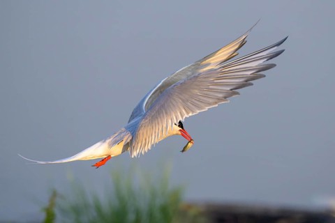 An Arctic tern (Sterna paradisaea) in flight holding a small fish in its beak, Eidersperrwerk,