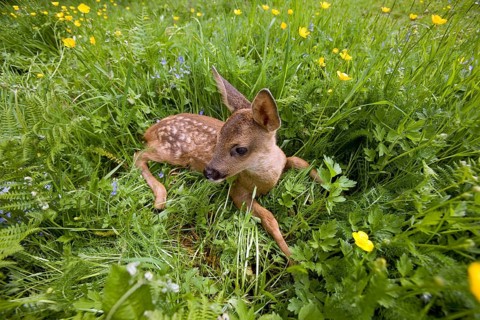 Roe Deer (capreolus capreolus), Foan laying with Flowers, Normandy