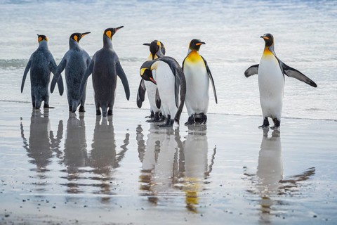 King penguins (Aptenodytes patagonicus), on the beach, Volunteer Point, Falkland Islands, Great