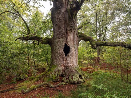 Chimney oak (Quercus), about 400 years old oak in the primeval forest Sababurg, estate district