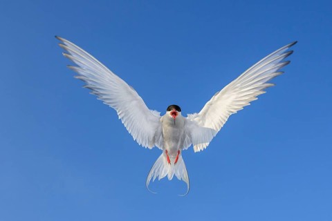 An Arctic Arctic Tern (Sterna paradisaea) with outspread wings flying in front of a clear blue sky,