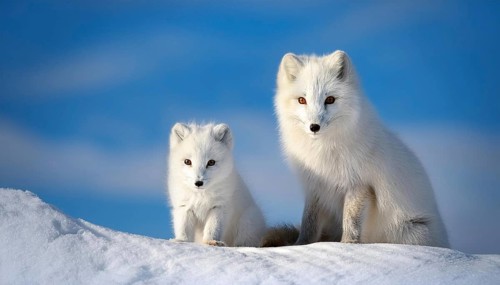 Two arctic foxes in the snow, Arctic fox, AI generated, Studio, AI generated