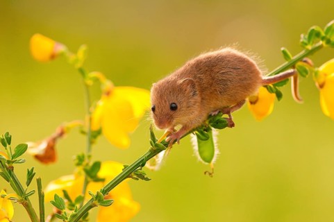 Eurasian harvest mouse (Micromys minutus), climbing, broom, Rhineland-Palatinate, Germany, Europe