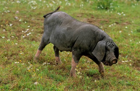 Meishan pig (Sus scrofa f. domestica) Chinese masked pig