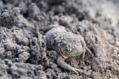 Common spadefoot (Pelobates fuscus), burrows in sandy soil at the edge of the spawning water, North