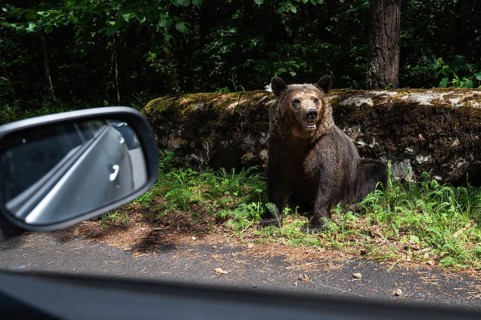 A wildlife bear (Ursus arctos) by the road in Romania