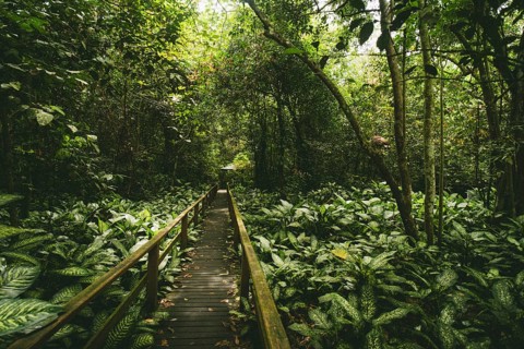 A wooden walkway winds through the dense jungle, surrounded by lush greenery, Sukau Cave, Borneo,