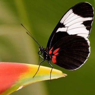 Heliconius sapho on hanging lobster-claw (Heliconia rostrata)