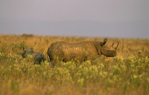 Black Rhinoceros (diceros bicornis), Female with Calf, Masai Mara Park in Kenya