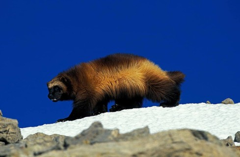North American Wolverine (gulo gulo) luscus, Adult standing on Snow, Canada, North America