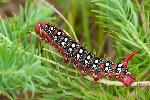 Spurge hawk moth (Hyles euphorbiae) caterpillar, Bavaria, Germany, Europe