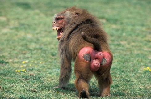 HAMADRYAS BABOON (papio hamadryas), MALE THREAT DISPLAYING