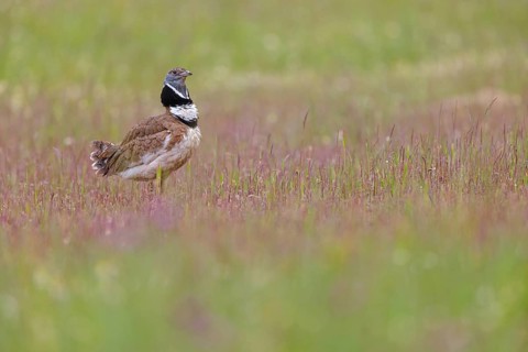 Little bustard (Tetrax tetrax) Outarde canepetière, Sisón Común, Hides De Calera / Great Bustard,