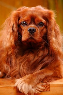 Cavalier King Charles Spaniel, male, ruby red