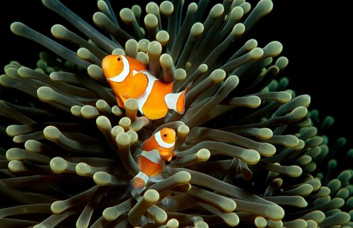 Orange skunk clownfish, Amphiprion ocellaris, Indonesia, Wakatobi Dive Resort, Sulawesi, Indian