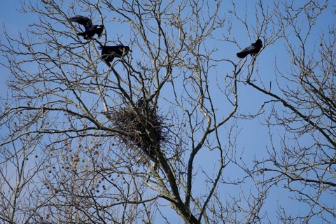 Rook (Corvus frugilegus), crow colony, plane tree avenue, Heilbronn, Neckar bank, Neckar, Neckar