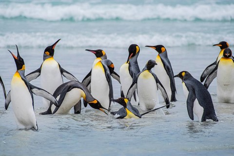 King penguins (Aptenodytes patagonicus), on the beach, Volunteer Point, Falkland Islands, Great