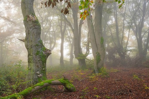 Mystical forest scene with misty trees and autumnal foliage, Hutewald Halloh, Hesse, Germany,