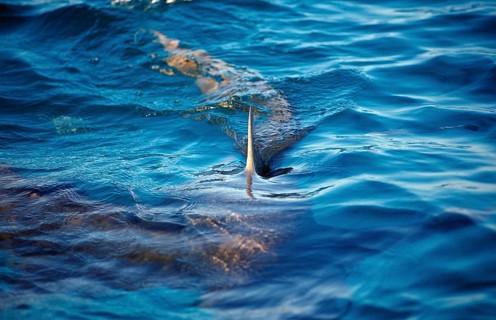 Lemon Shark at the surface, Shark fin, Negaprion brevirostris, Bahamas, Atlantic Ocean, Central