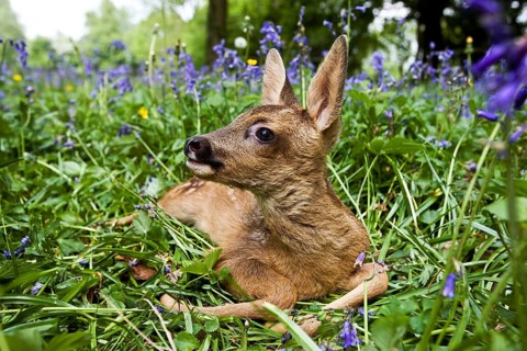 Roe Deer (capreolus capreolus), Fawn laying in Flowers, Normandy