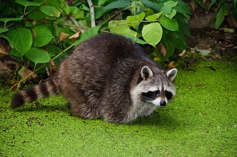 Racoon, Procyon lotor, sitting in a water pit and looking for food, Germany, Europe