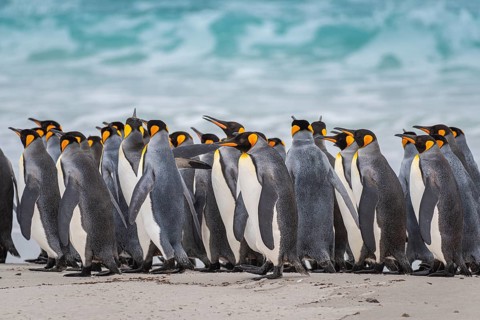 King penguins (Aptenodytes patagonicus) on the beach, Volunteer Point, Falkland Islands, Great