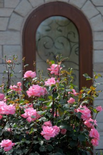 Shrub rose in pink flowering in the garden, Rosa shrub roses with arched door Rose garden in