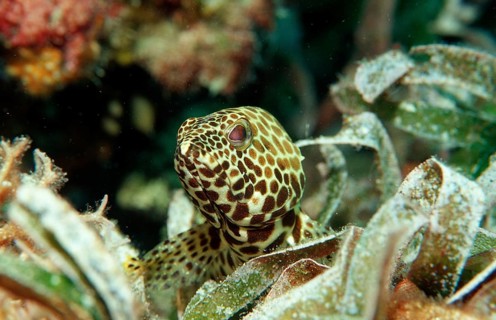 Dwarf honeycomb perch on seagrass, Epinephelus merra, Indonesia, Wakatobi Dive Resort, Sulawesi,