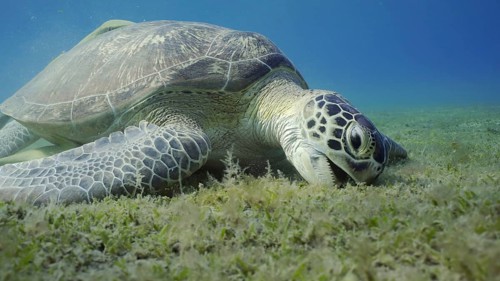 Sea turtle grazing on the seaseabed, slow motion. Great Green Sea Turtle (Chelonia mydas) with open