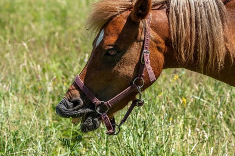 Grazing horse in a meadow, Sangerhausen, Saxony-Anhalt, Germany, Europe