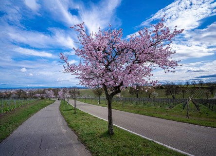 Flowering almond tree, almond blossom (Prunus dulcis), Maikammer, Rhineland-Palatinate, Germany,