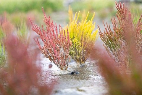 European samphire (Salicornia europaea), red and yellow coloured side by side in the Wadden Sea,