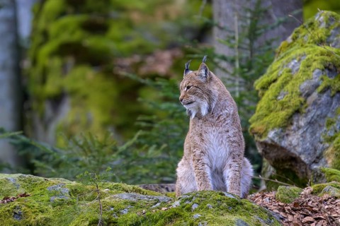 A sitting lynx (Lynx lynx) staring into the distance on a moss-covered rock in the forest, Captive,