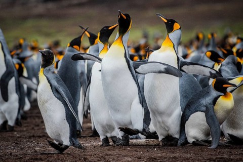 King penguins (Aptenodytes patagonicus), fighting over breeding partners during courtship,