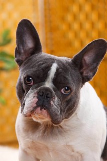 French Bulldog, blue-white, bitch, 4 years old