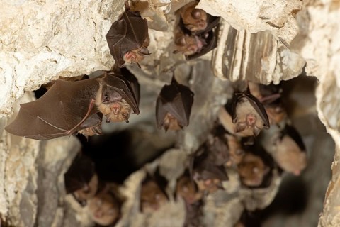 Lesser horseshoe bat (Rhinolophus hipposideros), female with young in maternity roost, bat