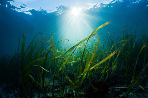 Seagrass meadow, Cenderawasih Bay, West Papua, Indonesia, Asia