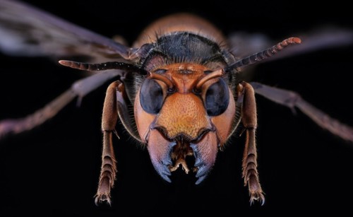 Asian Giant Hornet, Japanese giant hornet, also Murder Hornet (Vespa mandarinia)