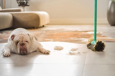 Bulldog dog looking at dirt from the ground, sweeping dog hairs from the floor